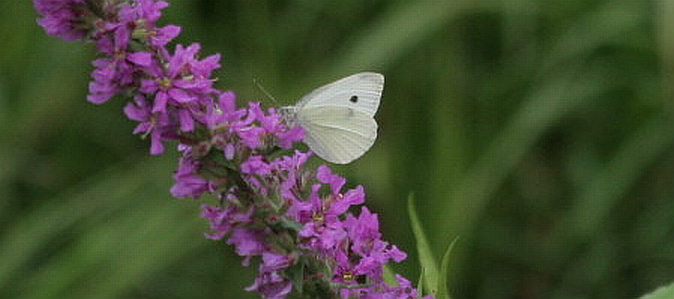 Pieris brassicae?